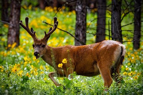 YellowstoneBigsky | Good Nature Travel Blog