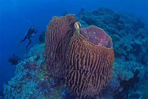 Giant Barrel Sponge Facts: Habitat, Diet, Conservation & More