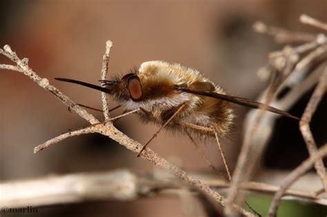 Bee Flies - North American Insects & Spiders