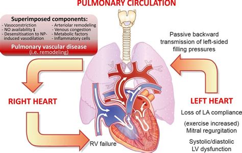 Cardiopulmonary interaction and pathobiology of pulmonary hypertension... | Download Scientific ...