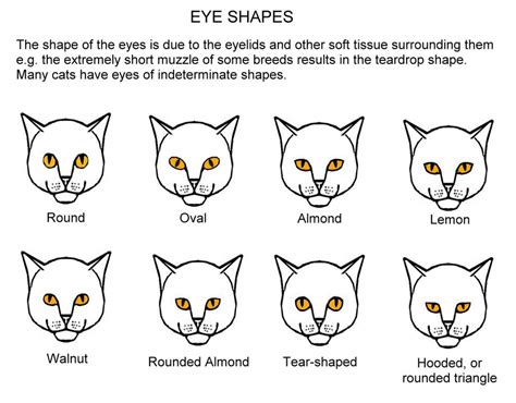 eye-shapes.jpeg | TheCatSite