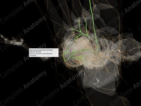 Muscular Branches of Deep Fibular Nerve (Left) | Complete Anatomy