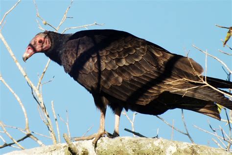 CATHARTIDAE | Pybio Paraguay Biodiversidad