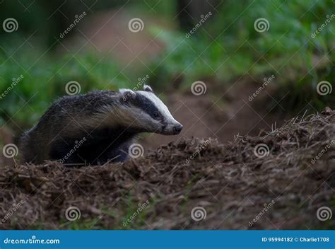 Badger cubs at set stock photo. Image of mammals, young - 95994182