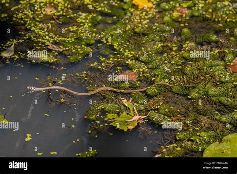 grass snake (Natrix natrix), swimming over the pond with dense hornwort ...