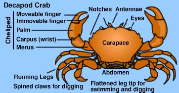 what are the parts of: a crab