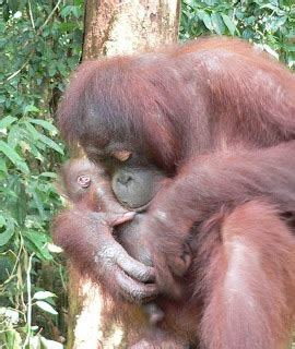 Veggie Revolution: Orangutans dwindle as Borneo, Sumatra converted to palm-oil plantations