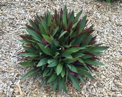 Tradescantia spathacea | GardensOnline