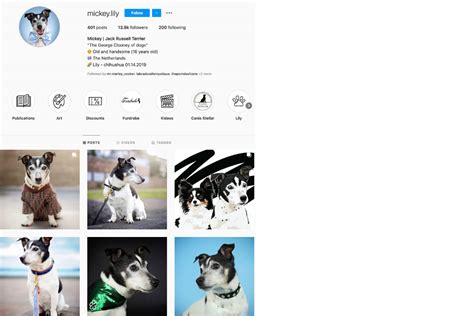 18 Jack Russell Terriers to follow on Instagram • helloBARK!