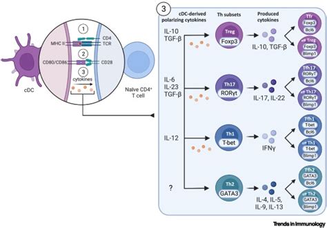 A model of Th2 differentiation based on polarizing cytokine repression: Trends in Immunology