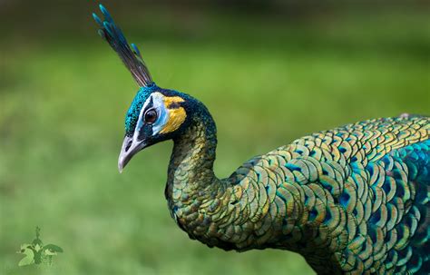 Peafowl — Blue Creek Aviaries