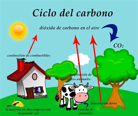 Ciclo del carbono | 72 jugadas | Quizizz