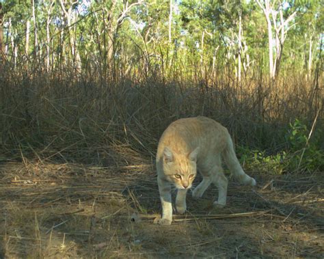 Feral Cat Exclosures Boost Reptile Populations