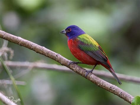 Painted Bunting Florida by girlslens, via Flickr | Painted bunting ...