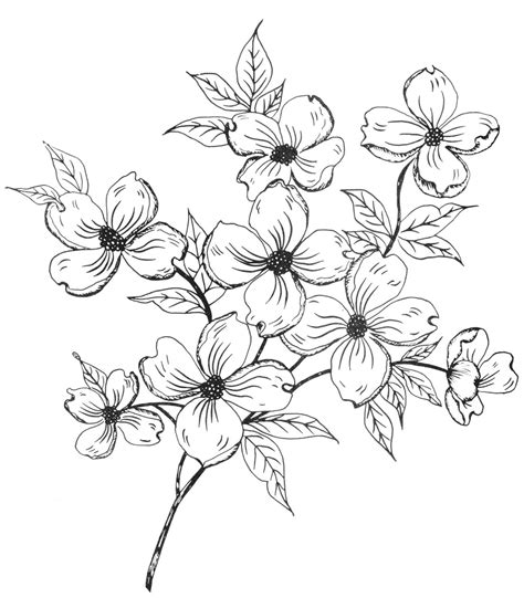 Easy flower drawings, Flower drawing, Flower sketches