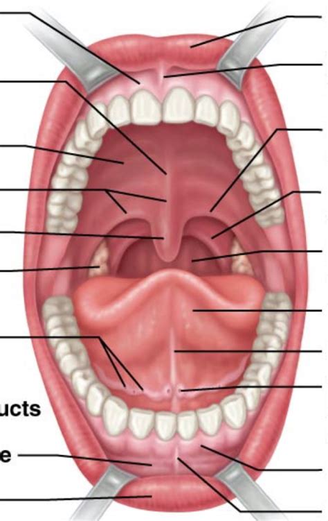 Mouth (Oral Cavity) Diagram | Quizlet