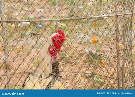 Sport Popular Gamecock Fighting Stock Image - Image of happy, attack ...