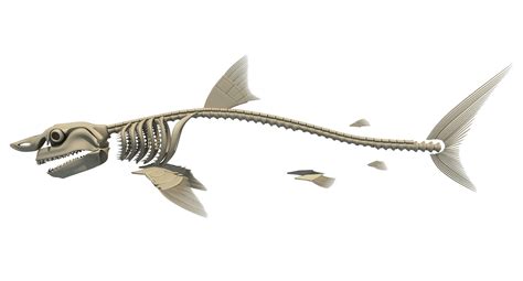 3D model Great White Shark Skeleton animal | CGTrader