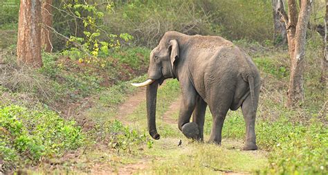 Coorg Wildlife Society