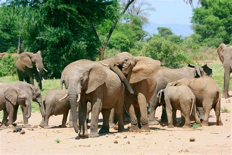 African Elephant Herd Photograph by John Devries/science Photo Library - Pixels