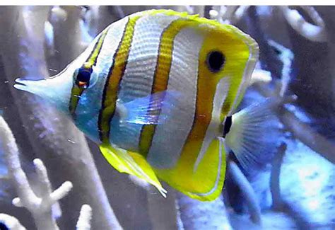 Copperband Butterflyfish (Chelmon rostratus) Care Guide - Solahart Handal