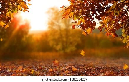 Free Autumn Images - Royalty Free Pictures, Unlimited Downloads | Pikwizard