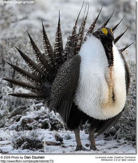 Greater Sage-grouse aka Sage-grouse | Beautiful birds, Pet birds, Rare ...