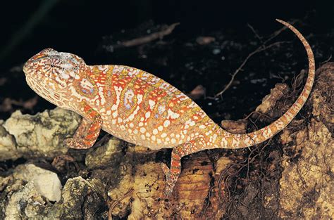 Chameleon | Description, Camouflage, & Facts | Britannica