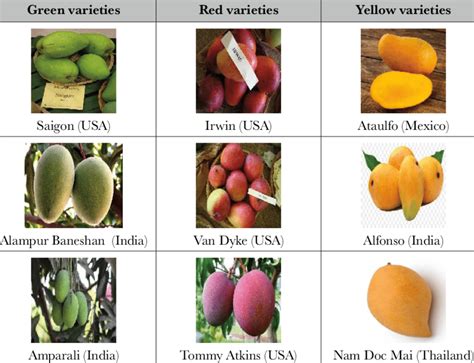 Example of common pigmentation in international mango varieties ...