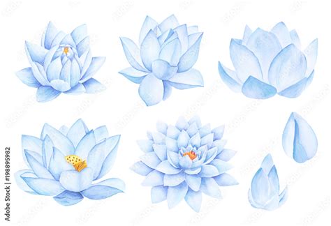 Beautiful Blue Lotus Flowers. Watercolor illustration. Pure Water ...