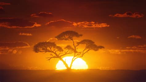 Stock video of african sunrise timelapse. acacia tree in | 8264314 ...