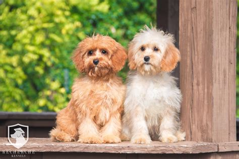 The Cavapoo- Cavalier King Charles Spaniel x Poodle