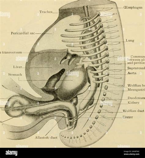 Septum transversum hi-res stock photography and images - Alamy