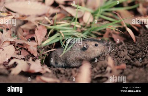 Rat mole habitat Stock Videos & Footage - HD and 4K Video Clips - Alamy