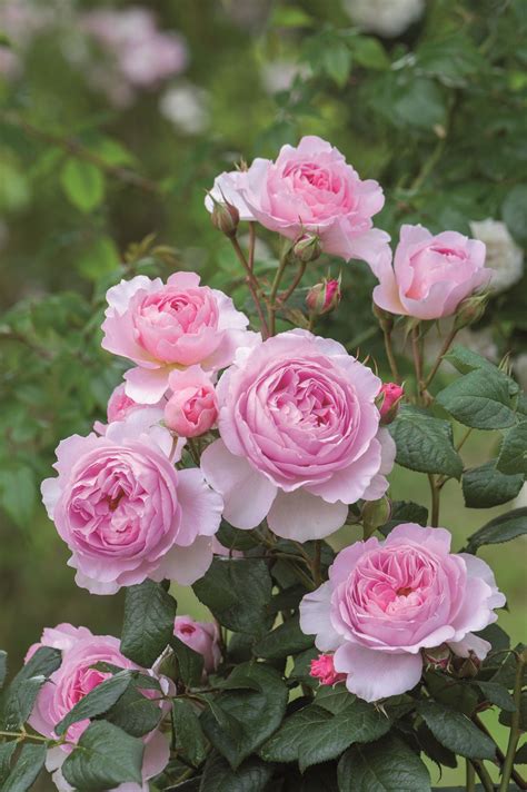 English Shrub Rose: Rosa 'The Ancient Mariner' (U.K., before 2015) | David austin roses ...