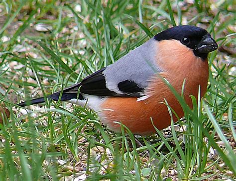 Eurasian Bullfinch Care Sheet | Birds Coo