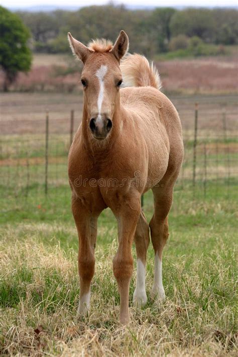 Palomino Foal stock photo. Image of palomino, adorable - 645490