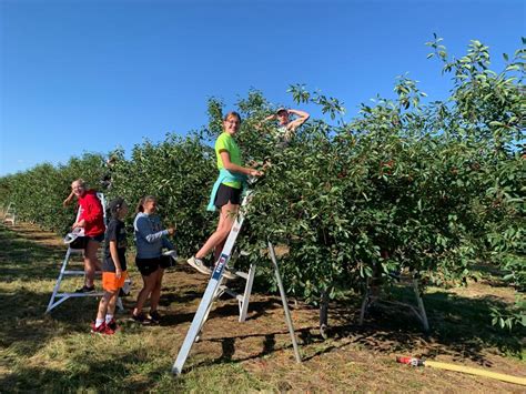 Door County Cherry Picking: 2024 Ultimate Guide