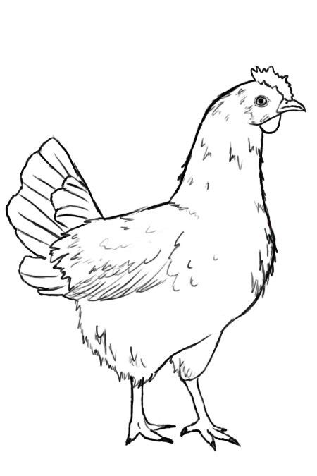 How To Draw A Chicken - Draw Central | Animal drawings, Chicken drawing, Bird drawings