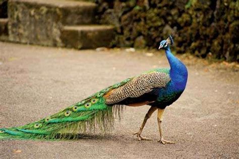 peacock | Facts & Habitat | Britannica.com