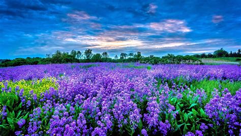 Purple Field Of Flowers Wallpapers - Wallpaper Cave