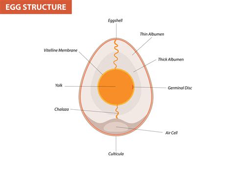 Egg embryo anatomy, section. Bird, Chicken Egg structure 11950850 ...