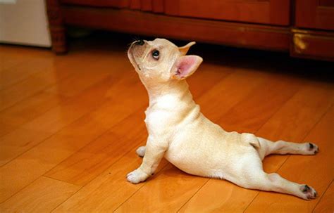 These 25 Animals Will Teach You How To Do Yoga | Bored Panda