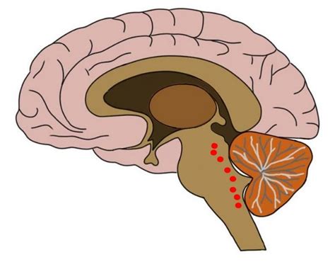 Know Your Brain: Raphe Nuclei