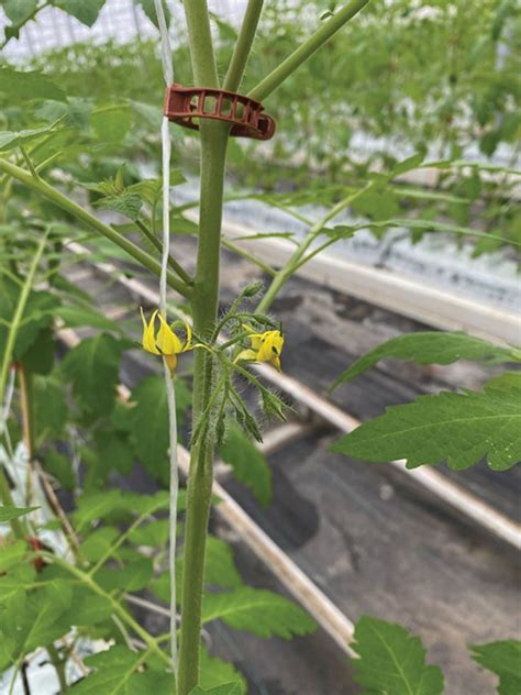 Managing winter greenhouse vegetable crops - Greenhouse CanadaGreenhouse Canada