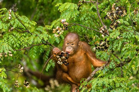 Wild Baby Orangutan Eating Red Berries in the Forest of Borneo Malaysia Stock Image - Image of ...