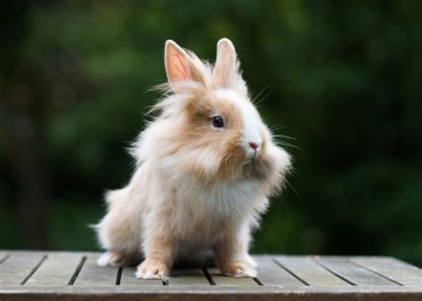 Lionhead Rabbit | Info and Care Advice | zooplus Magazine