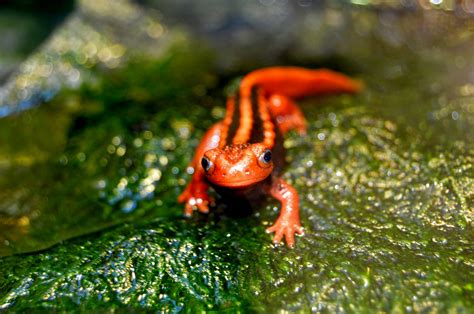 Wallpaper : vertebrate, amphibian, organism, terrestrial animal, frog, macro photography ...