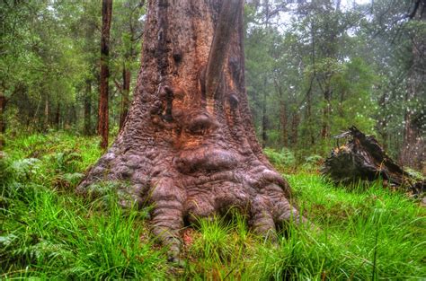 Grandma Tingle | Adjacent to the Valley of the Giants Tree T… | Flickr