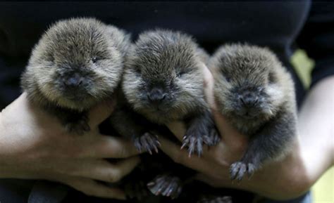 Meet 3 Adorable Baby Beavers | Bored Panda